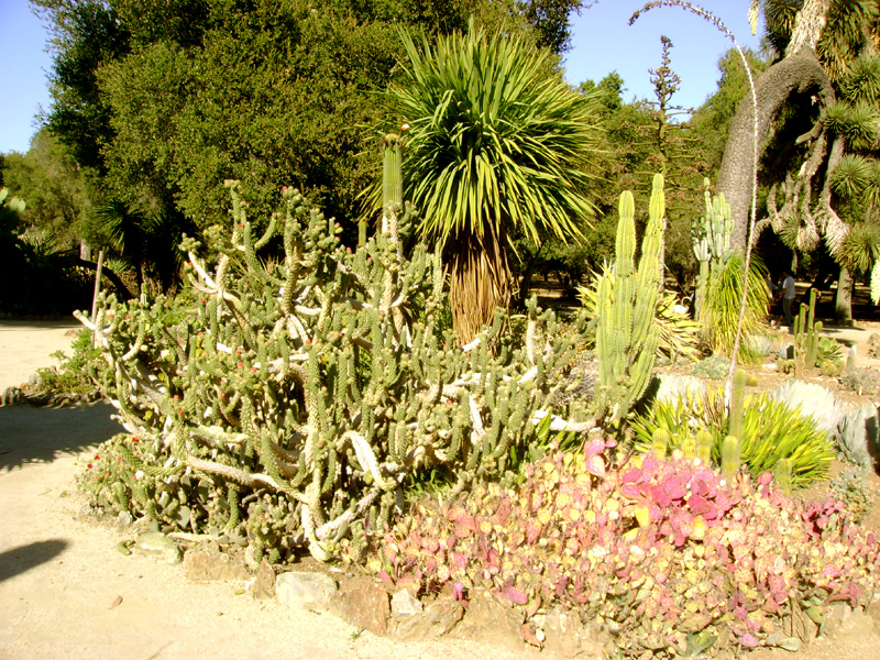 Stanford Arboretum 3